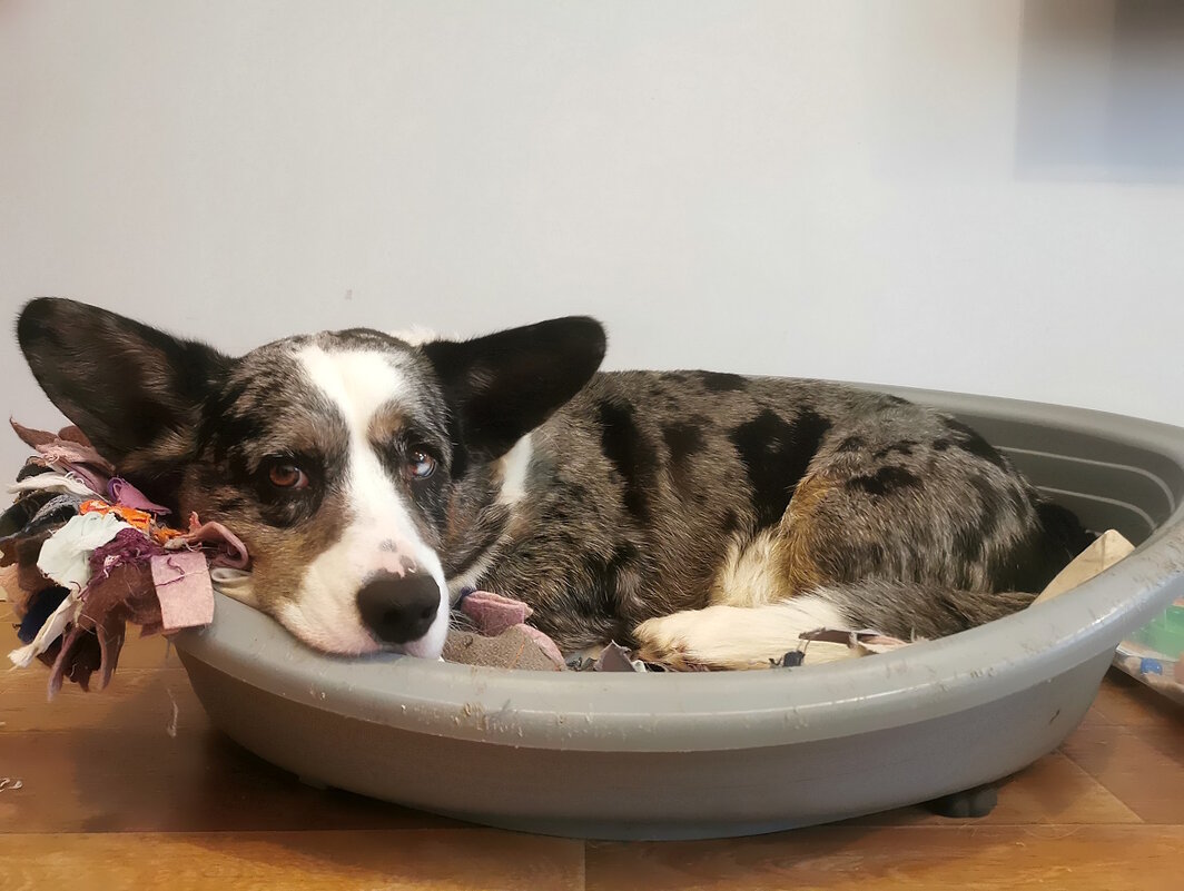 Грустный Чак - Ольга Довженко Грустный Чак - Ольга Довженко