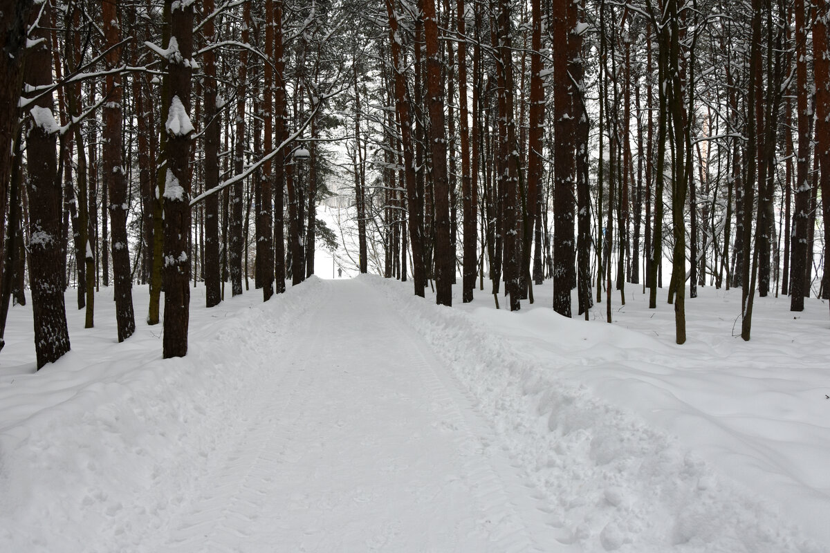 Зима в Московских парках. - Наташа *****