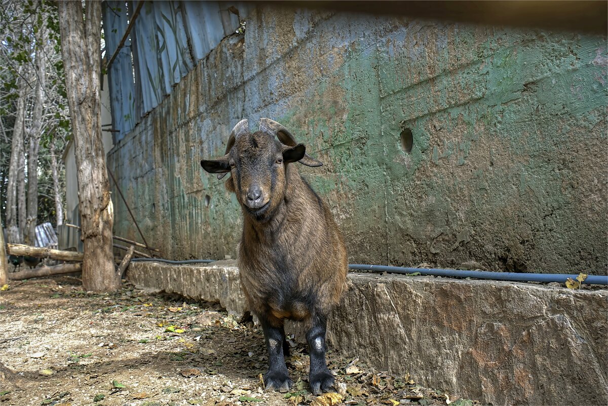 Зоопарк - ujgcvbif 