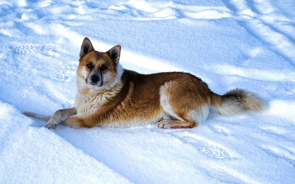 Ласковый пёс. - Милешкин Владимир Алексеевич Ласковый пёс. - Милешкин Владимир Алексеевич