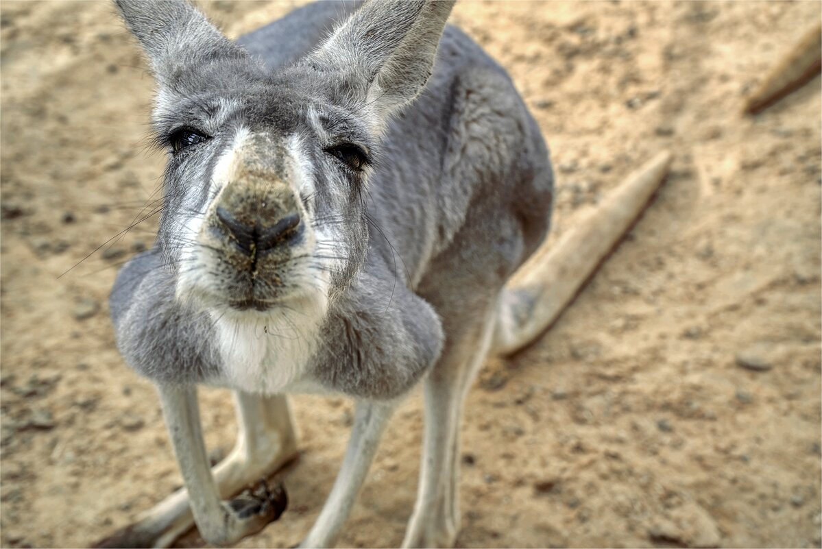 Хайфа *Зоопарк * 02,02,2026г - ujgcvbif 