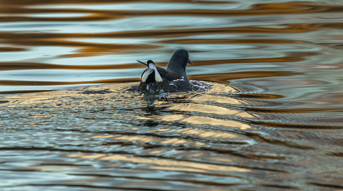 камышница - юрий макаров