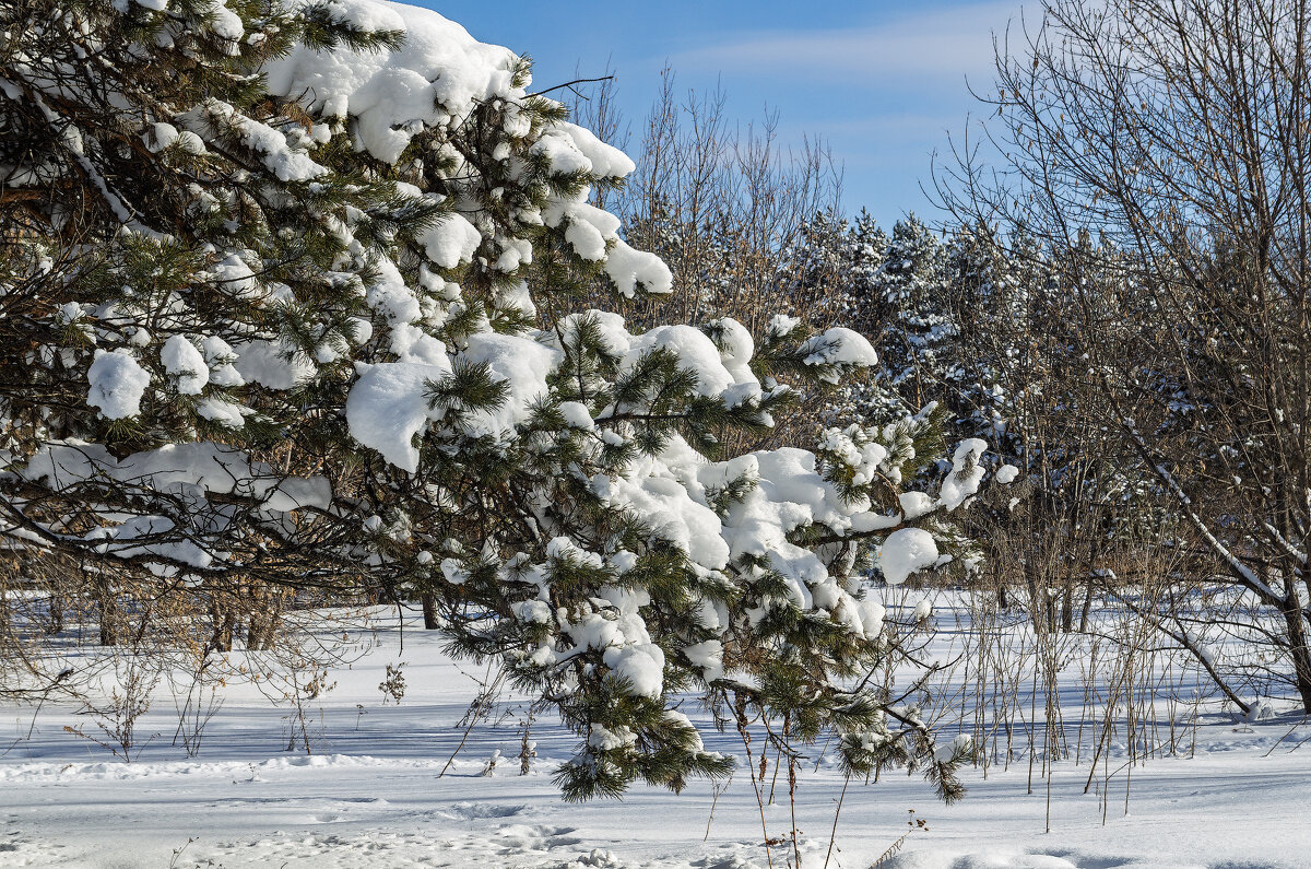 Снежная зима - Виктор Иванович Чернюк