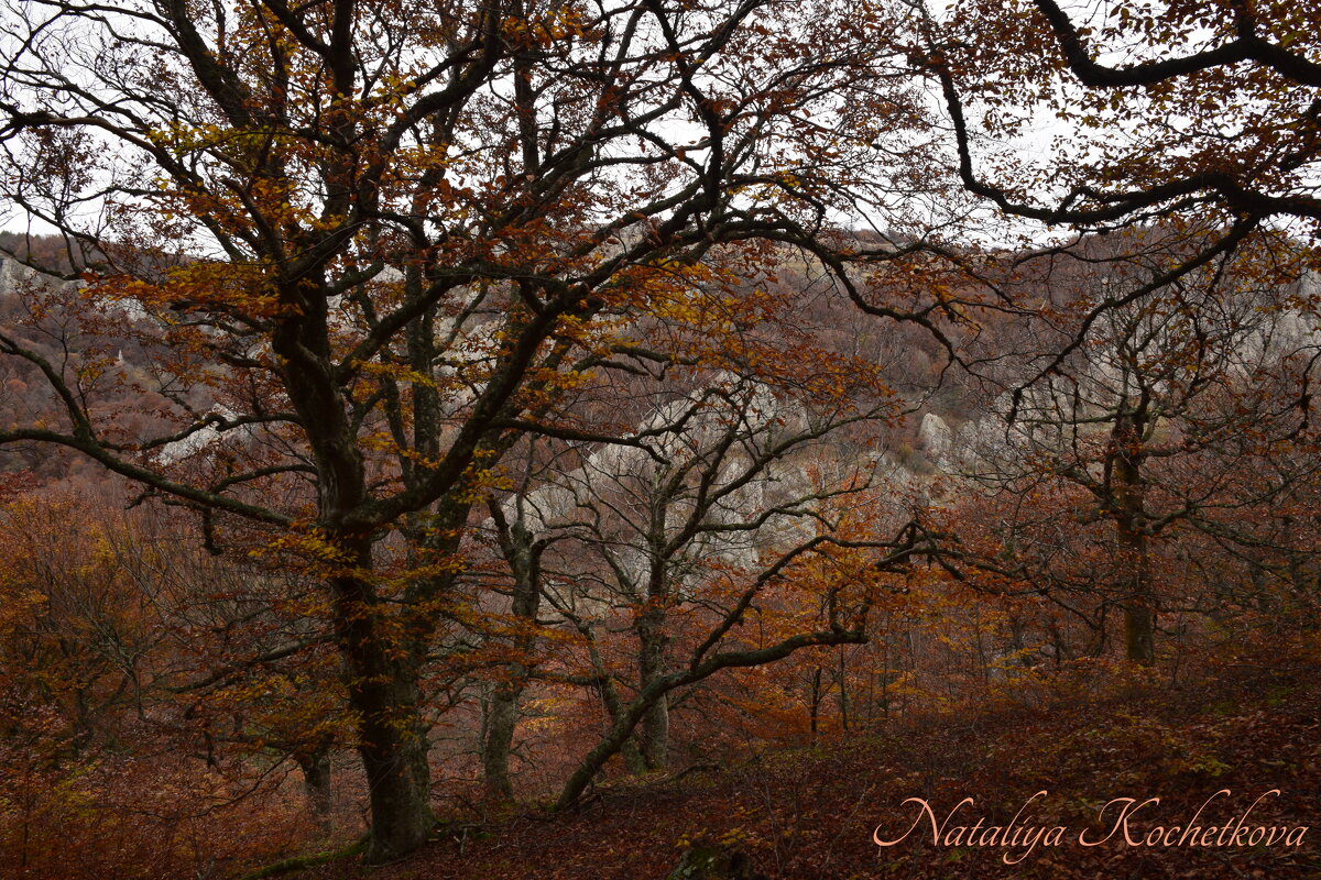 Природа Крыма - Amazing Cosmea Природа Крыма - Amazing Cosmea