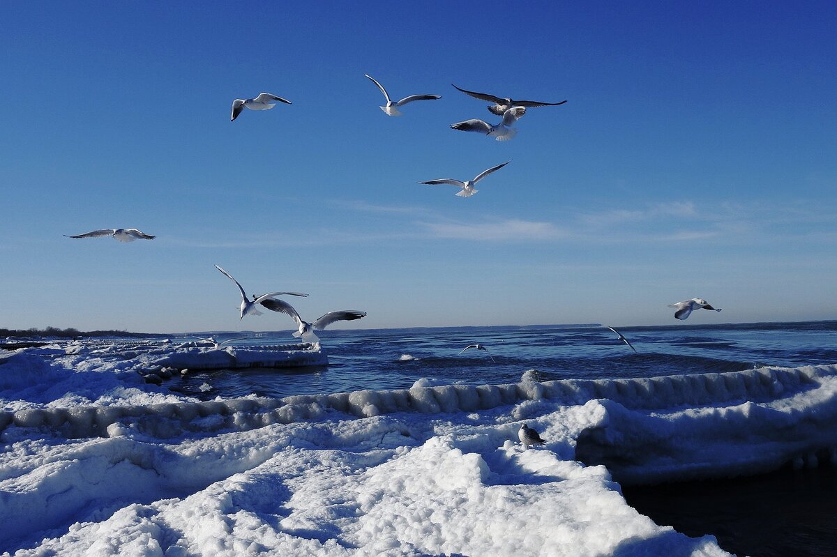 Чайки, Балтийское море, Зеленоградск, Калининградская область - Рита Симонова Чайки, Балтийское море, Зеленоградск, Калининградская область - Рита Симонова