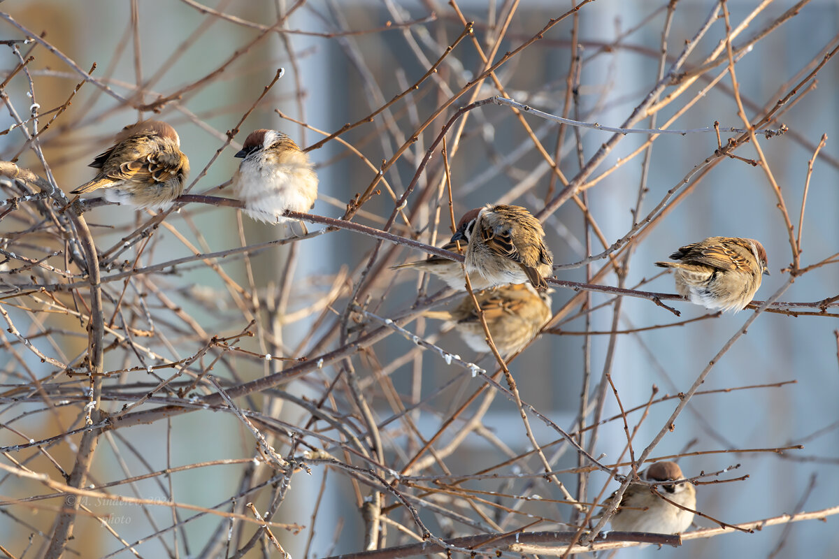 Воробьи на ветке - Александр Синдерёв