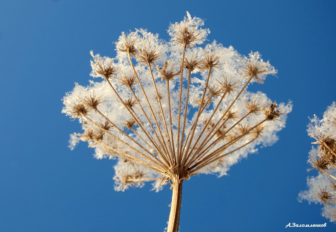 О зимних зонтиках.. - Андрей Заломленков
