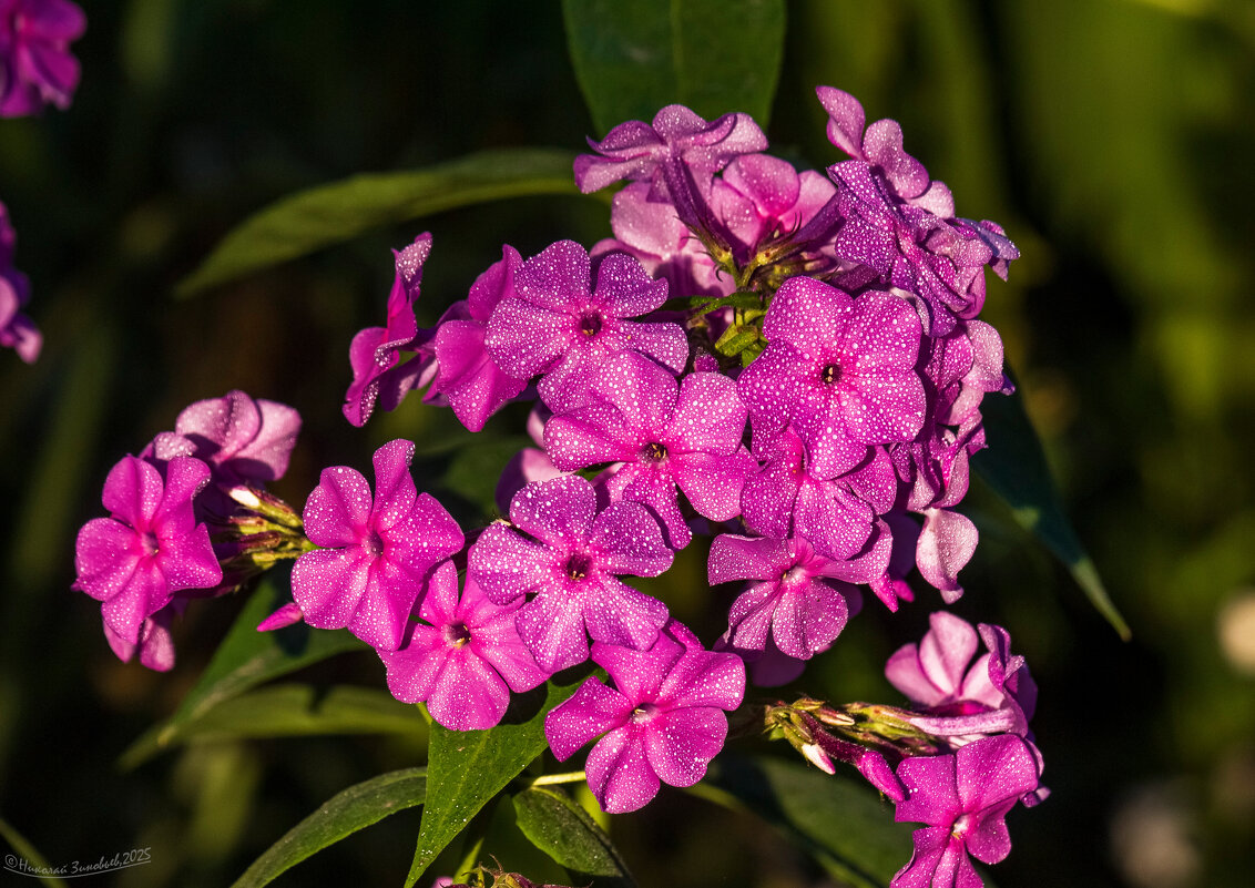 Флокс метельчатый в искрящихся капельках росы - Николай Зиновьев
