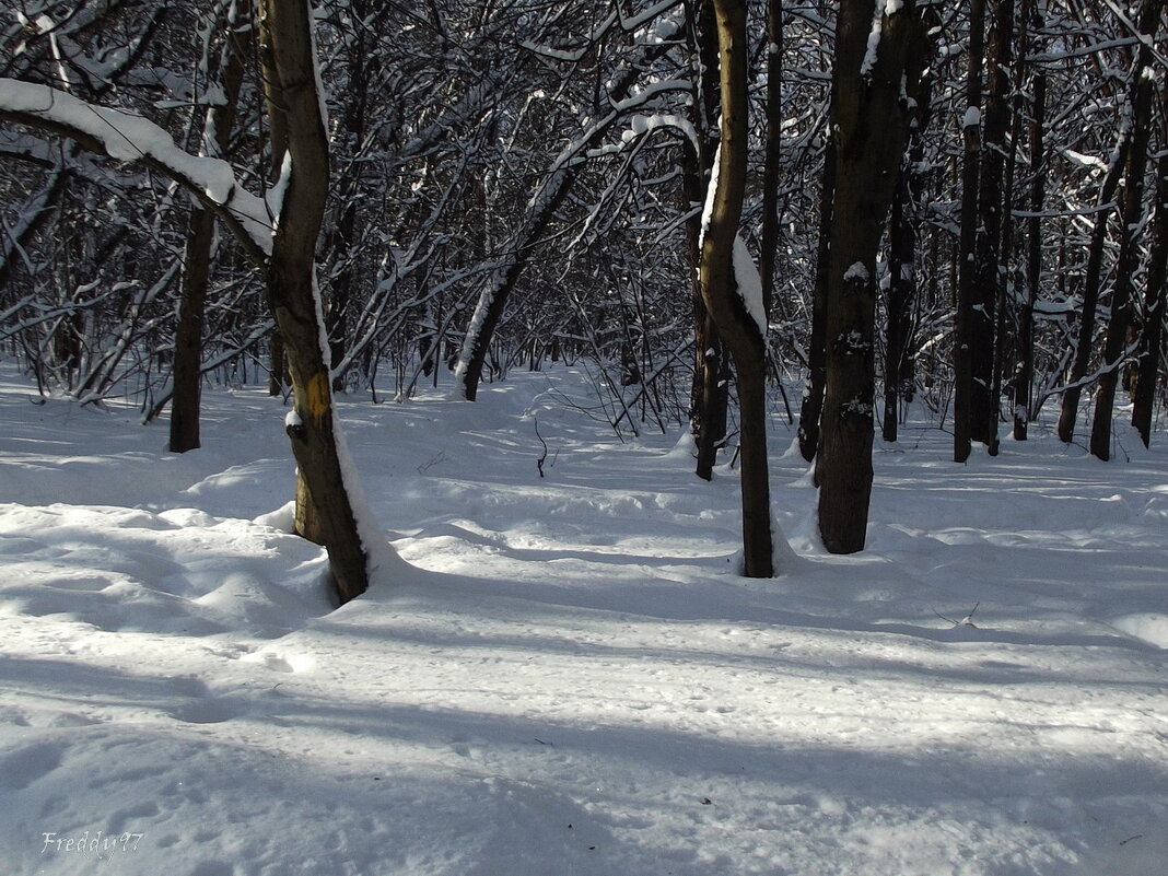 В парке февраль... - Freddy 97