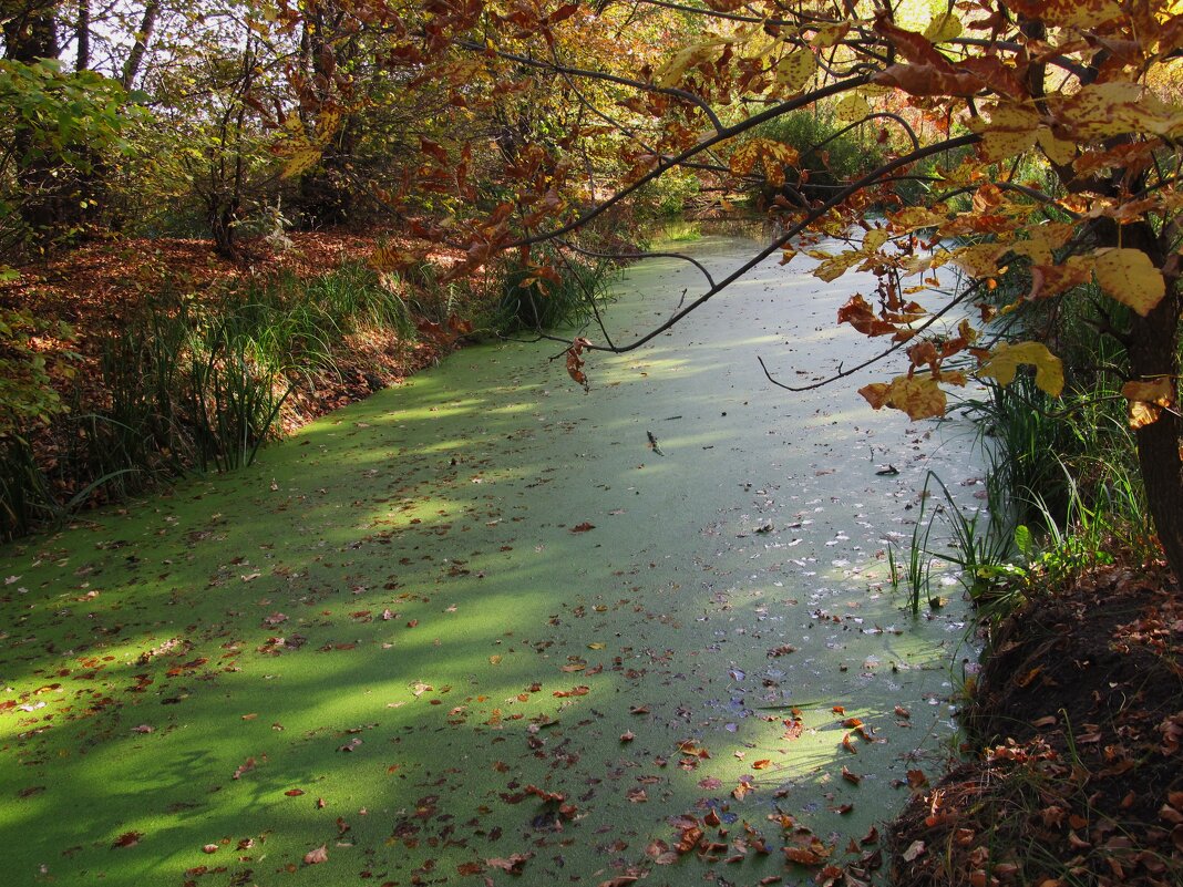 солнечные зайчики на зелёной речке - Елена Шаламова солнечные зайчики на зелёной речке - Елена Шаламова