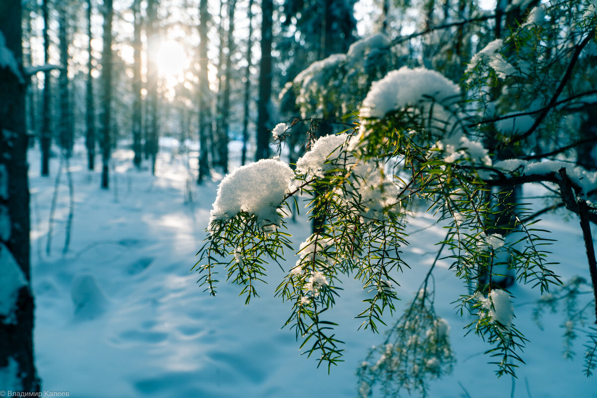 Луч солнца холодной зимой - Владимир Калеев