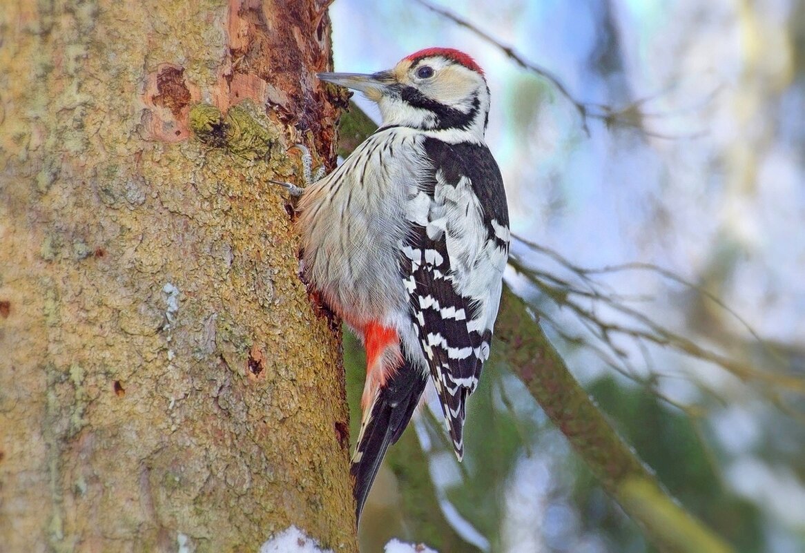 Белоспинный за работой - Вячеслав Минаев