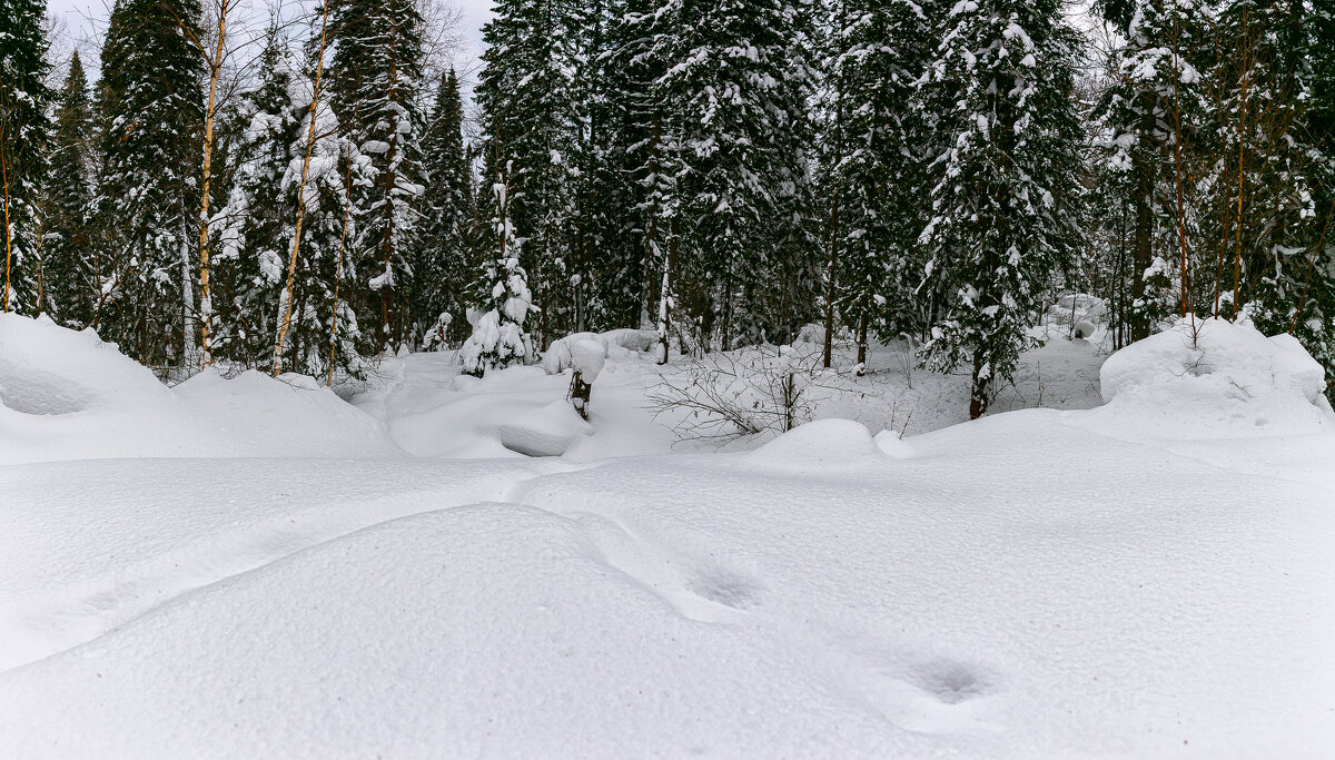 Сибирская тайга - Сергей Винтовкин Сибирская тайга - Сергей Винтовкин