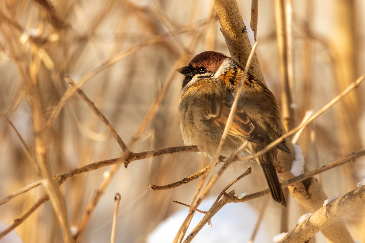 Воробей, мороз и солнце. - Анатолий. Chesnavik.