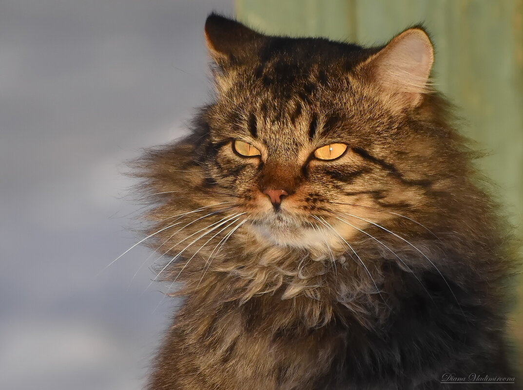 ИЗЮМ. - DianaVladimirovna 