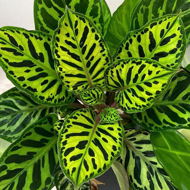 ** - МАРИЯ ПОПОВА