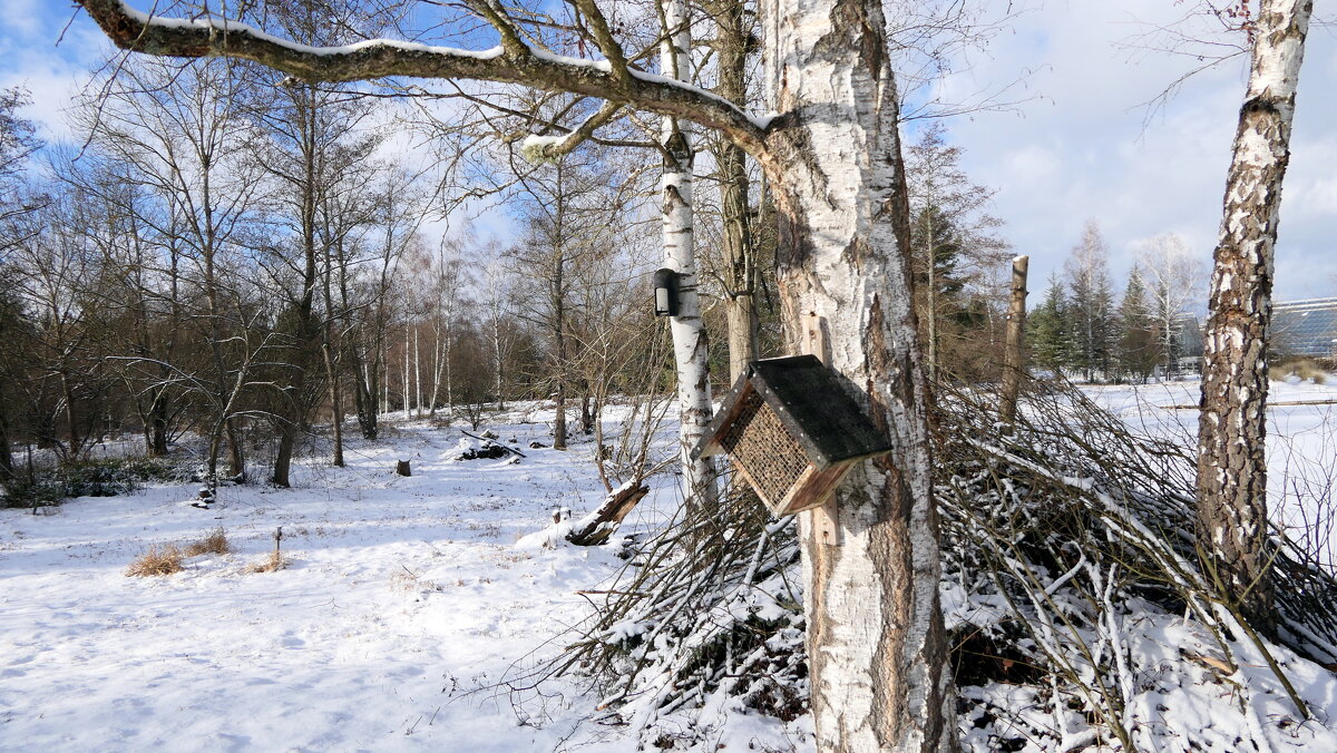 Пришла зима веселая С коньками и салазками, С лыжнею припорошенной, С волшебной старой сказкою. - "The Natural World" Александер