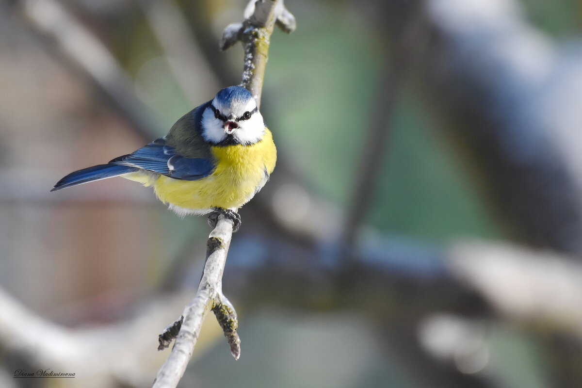 ЛАЗОРЕВКА. - DianaVladimirovna 