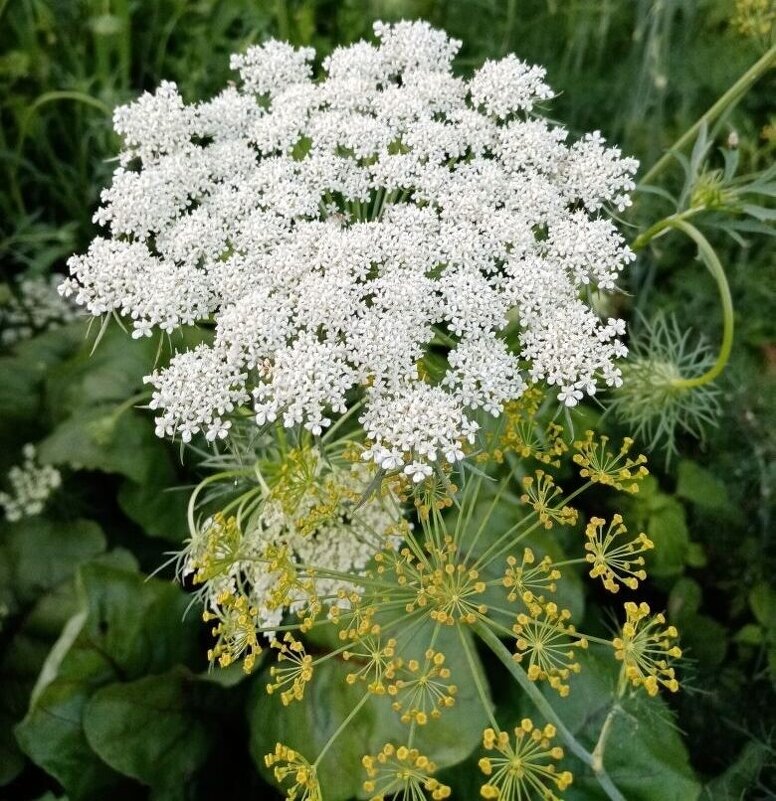 Дуэт зонтиков равстений - Елена Сухорученкова