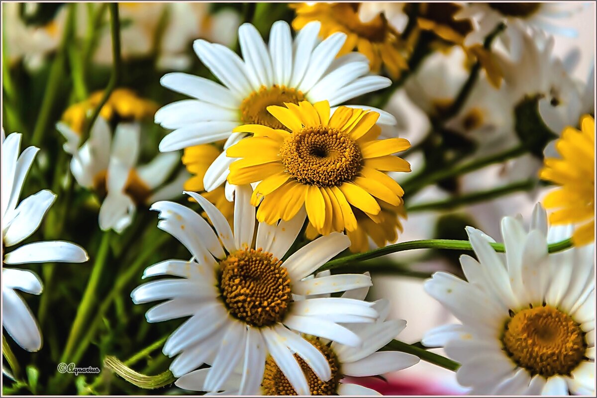 Про лето... - Aquarius - Сергей