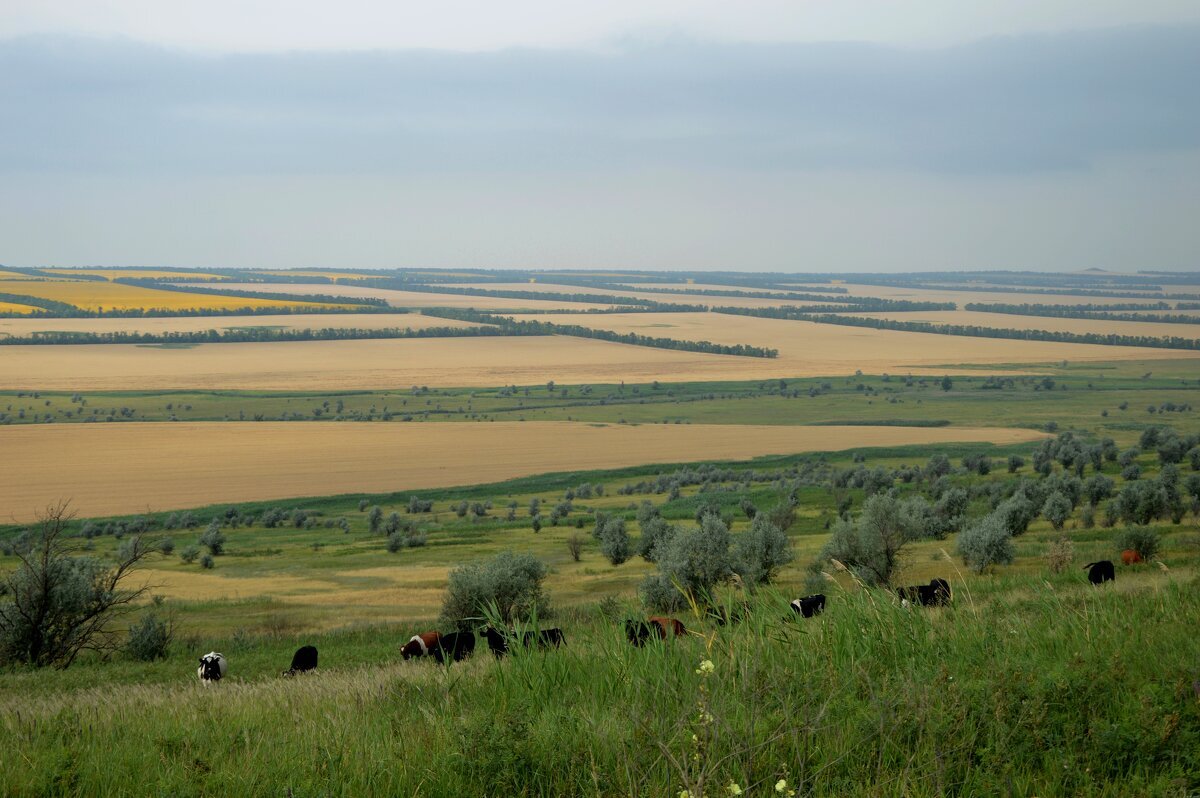 Бескрайние просторы полей... - Надежда Куркина 