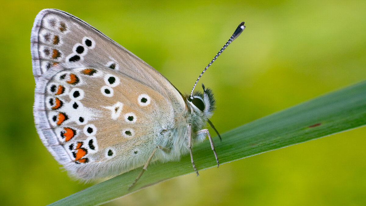 Летнее макро - Владимир Лазарев