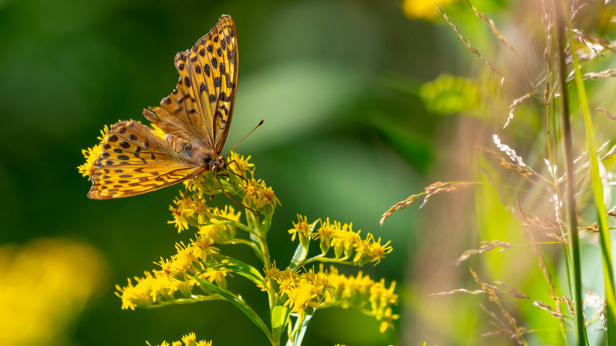 Летнее макро - Владимир Лазарев