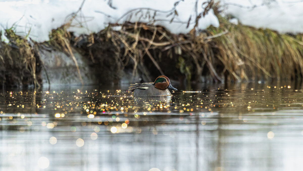 чирок свистунок - юрий макаров