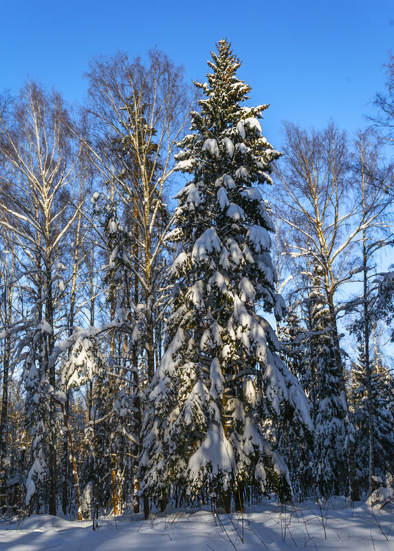 Ель до небес - Сергей Цветков