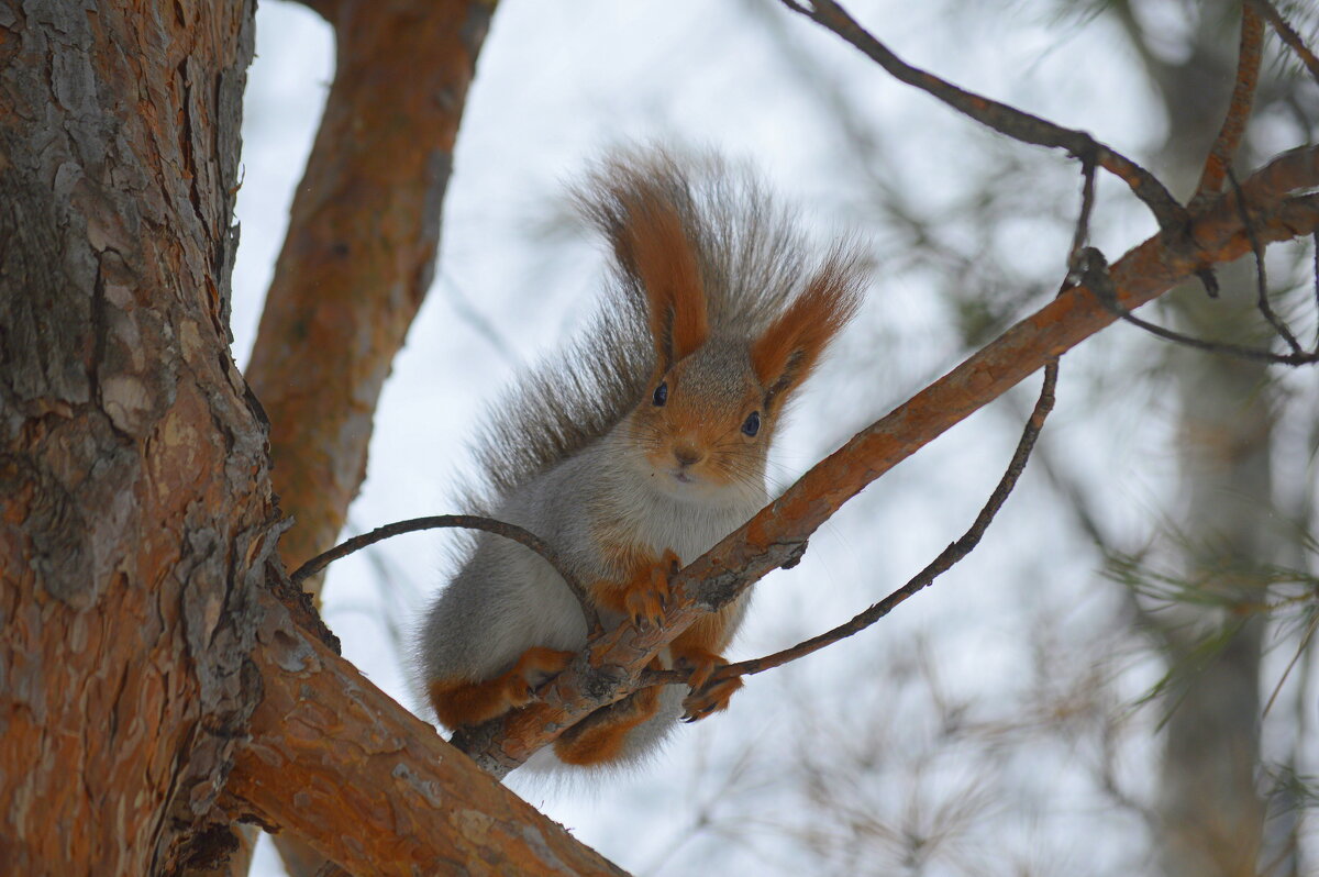 Хороший обзор сверху (белочка алеутка) - Татьяна Лютаева