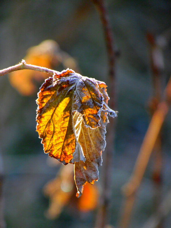 Осенний лист. - nadyasilyuk Вознюк