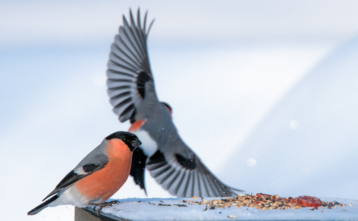 Снегири. - Владимир Безбородов