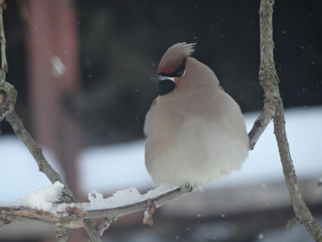 Свиристель - Глеб 