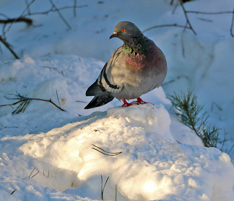 Любопытный - Светлана 