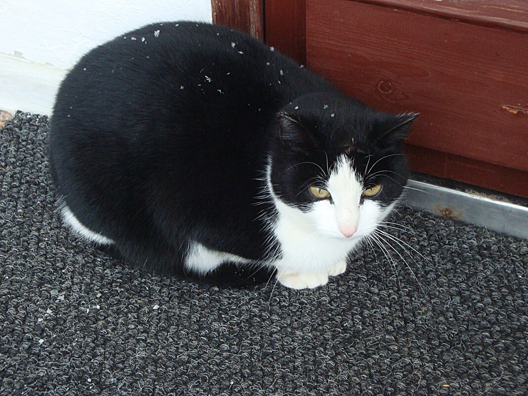 Монастырская кошечка - Лидия Бусурина