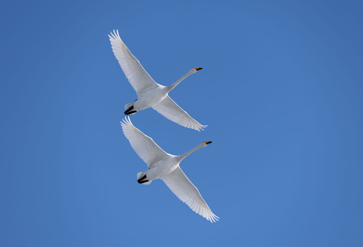 ***** - владимир 