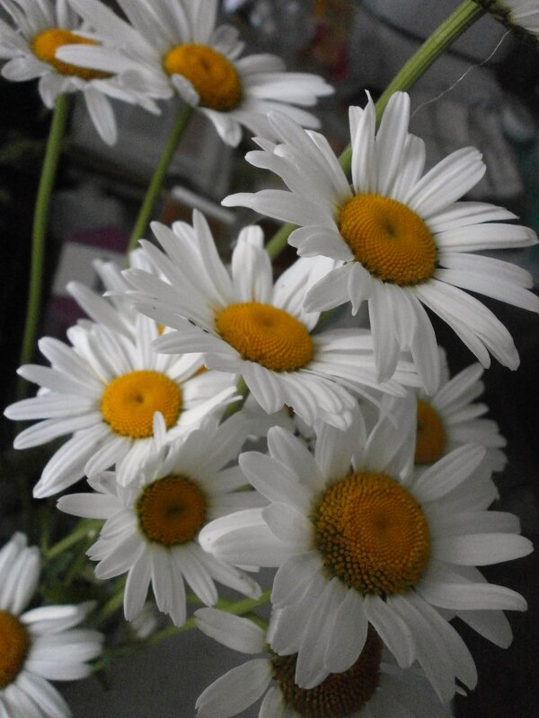 Воспоминания..... - Алёна Савина