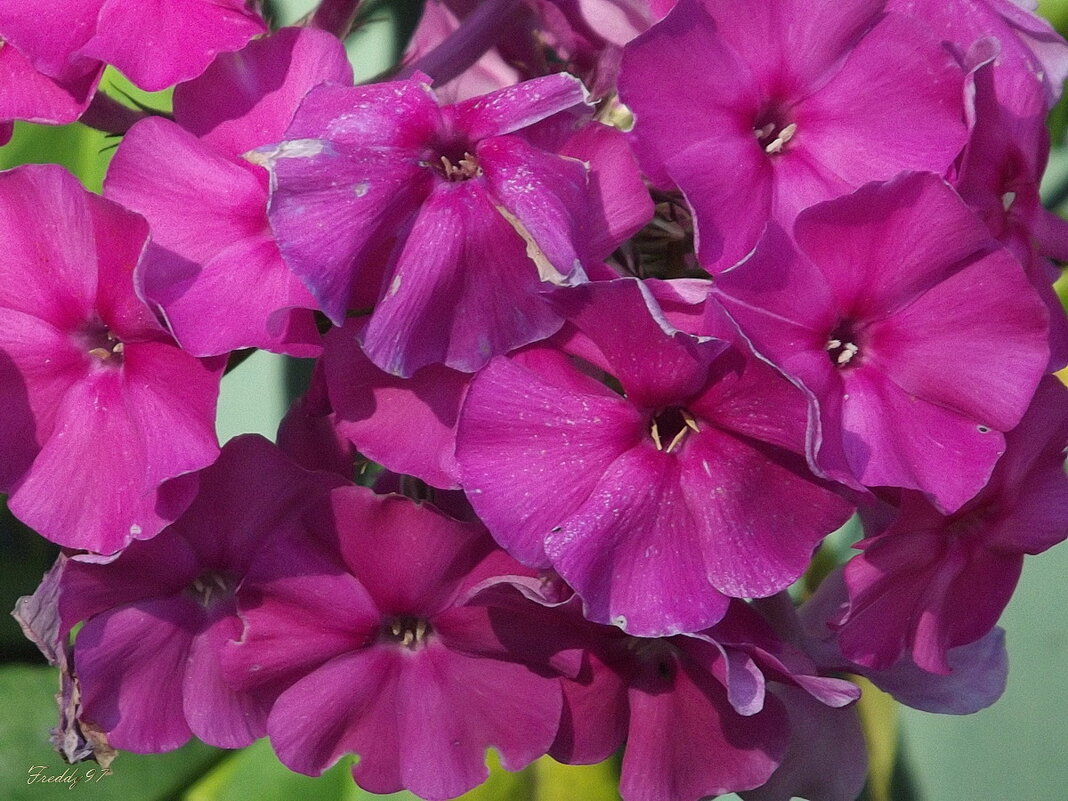 Флоксы - Freddy 97
