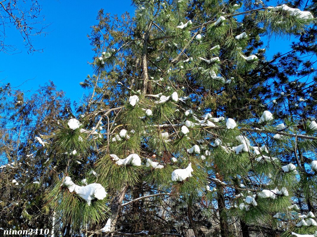 Снежные зайчики... - Нина Бутко