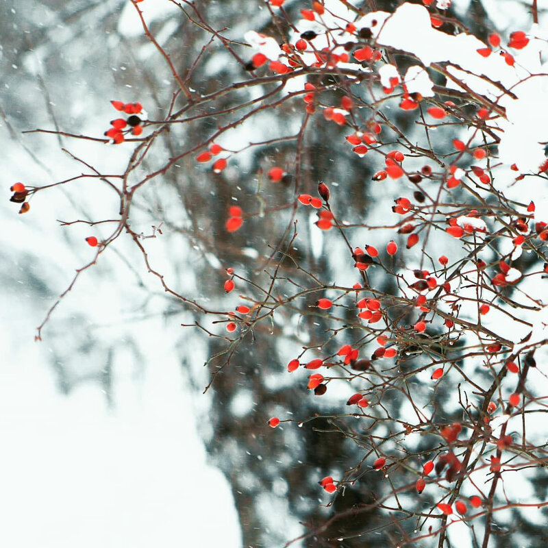 *** - Яна Горбунова