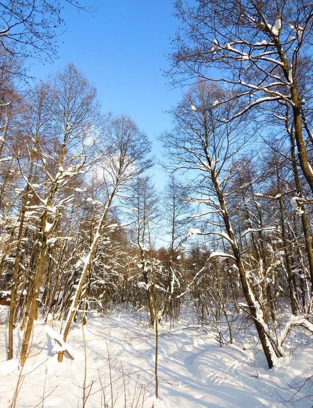 Над замёрзшим ручьём - Андрей Снегерёв
