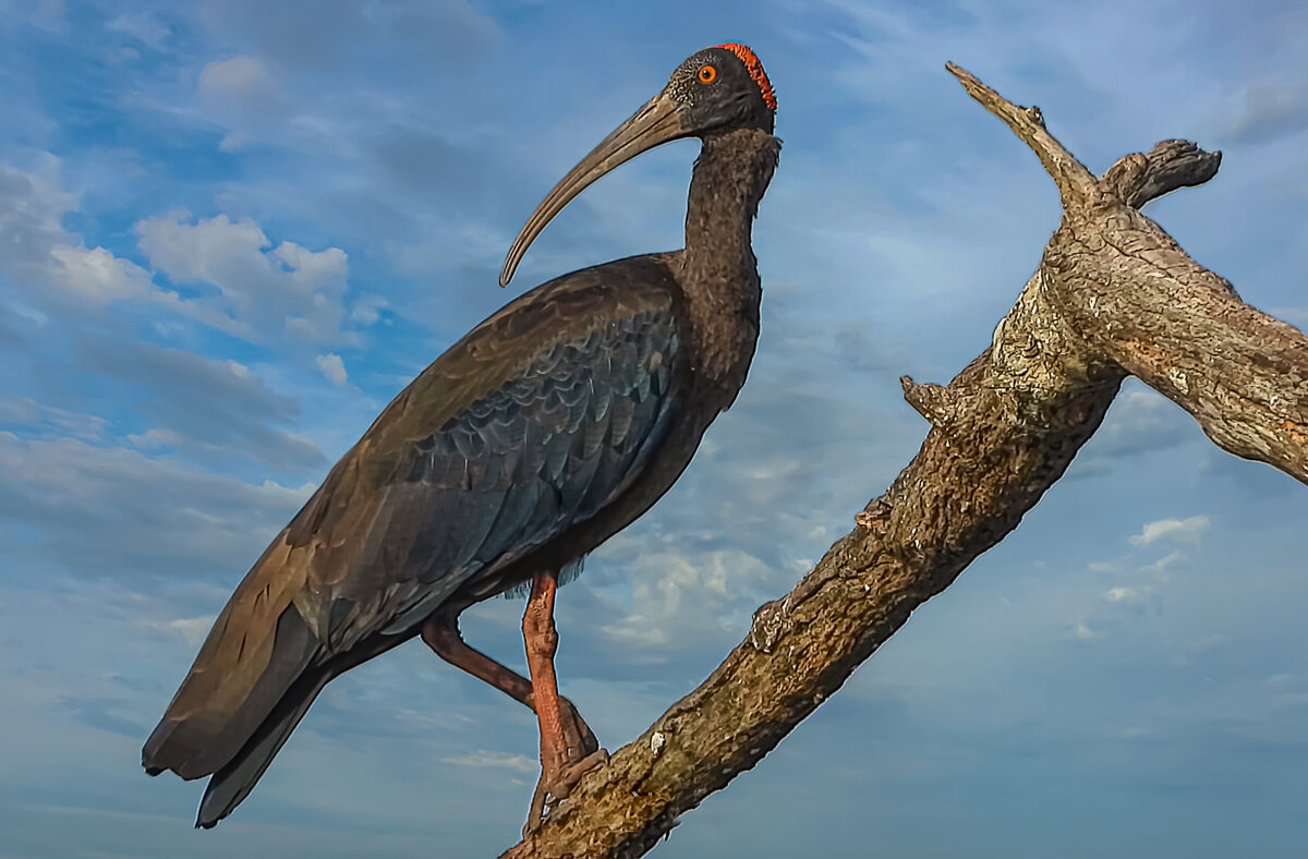 Бородавчатый ибис - Aleksey Afonin