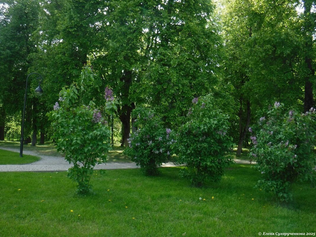 Романовский парк - Елена Сухорученкова