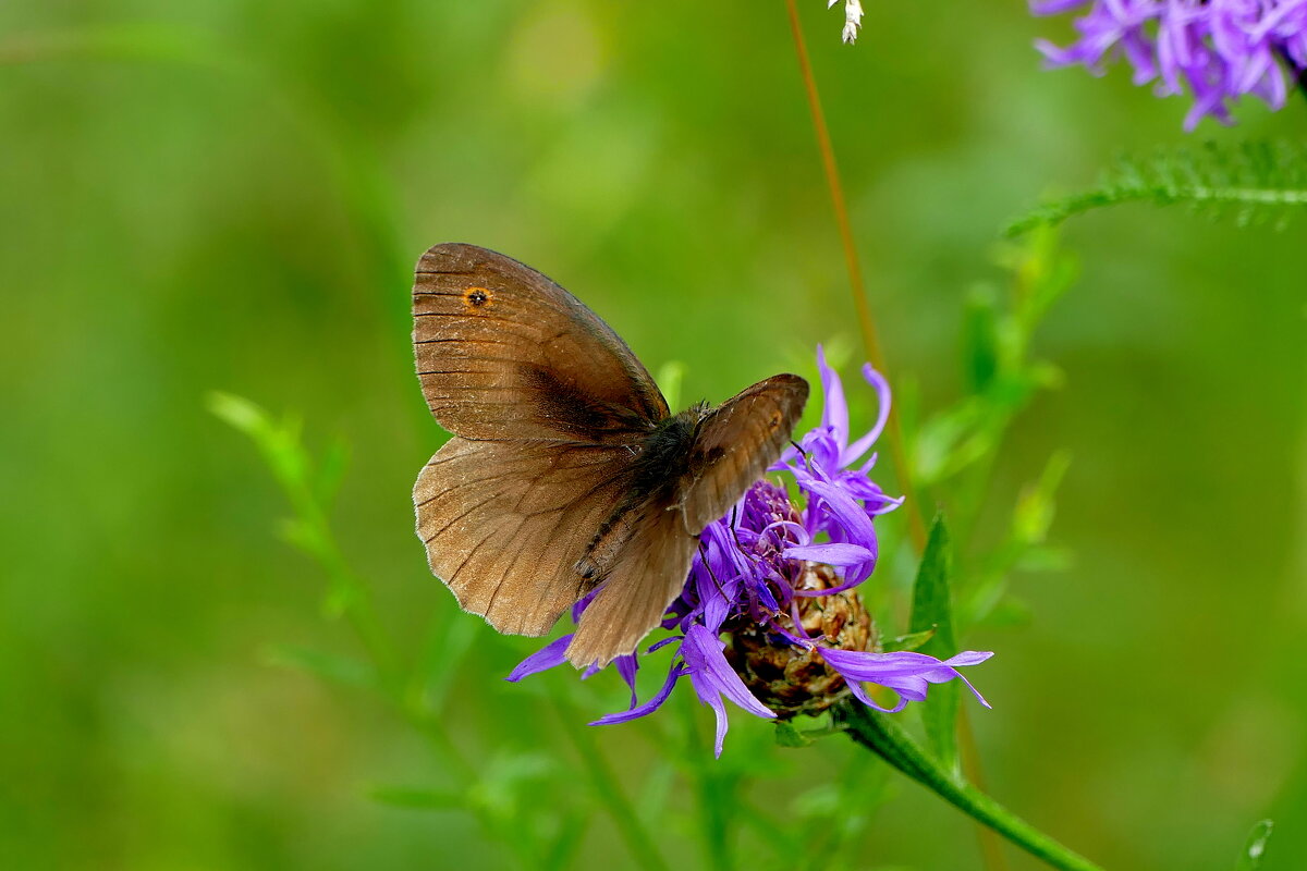 опять про бабочек...396 - Александр Прокудин опять про бабочек...396 - Александр Прокудин