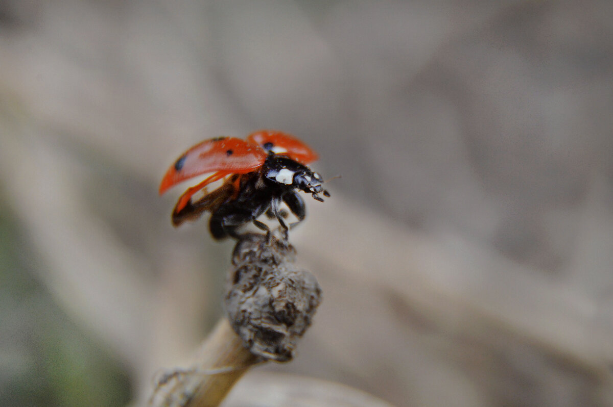 Стартую.... - Надежда Куркина 