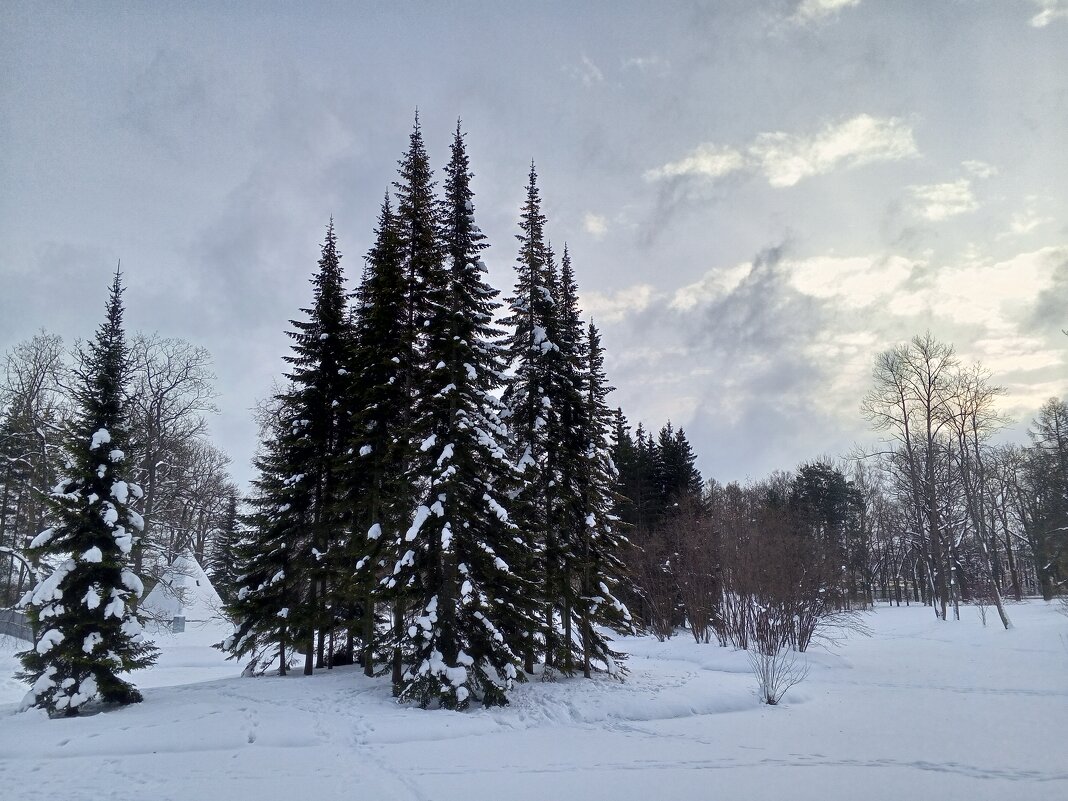 Зима - Сапсан 