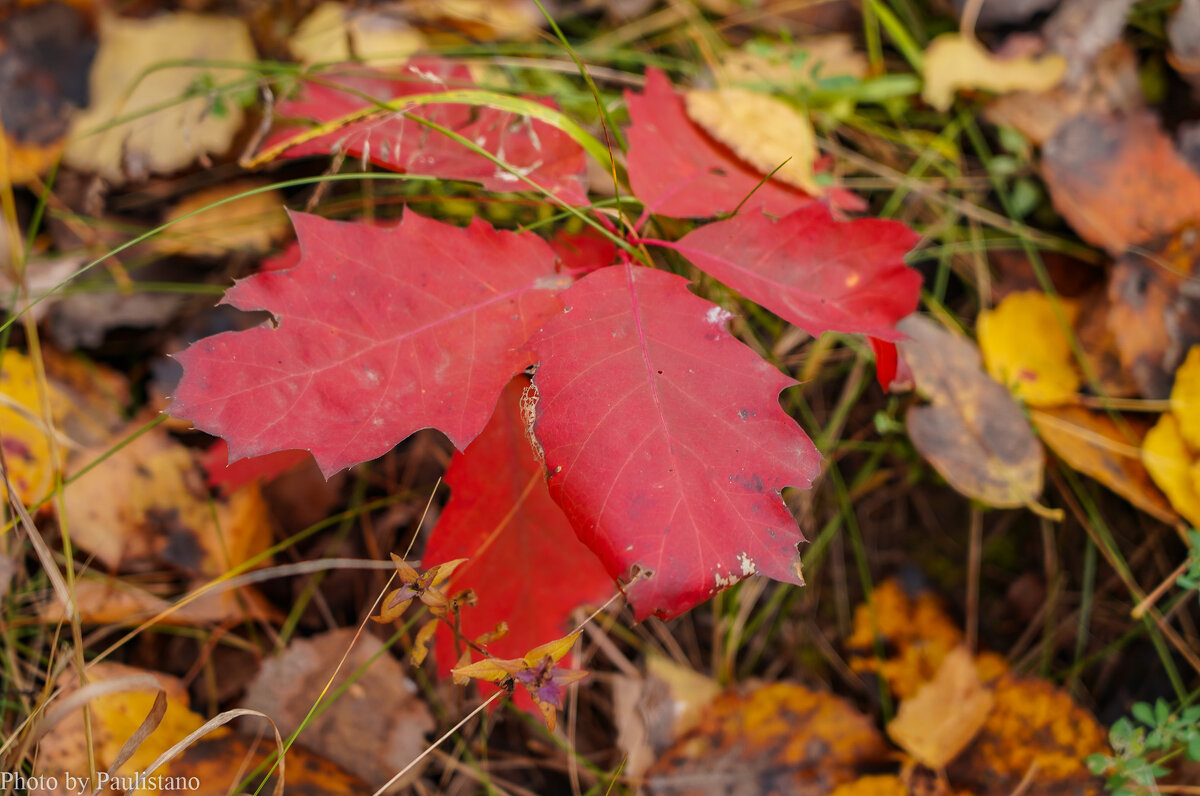 Палитра октября... - Владимир Жданов