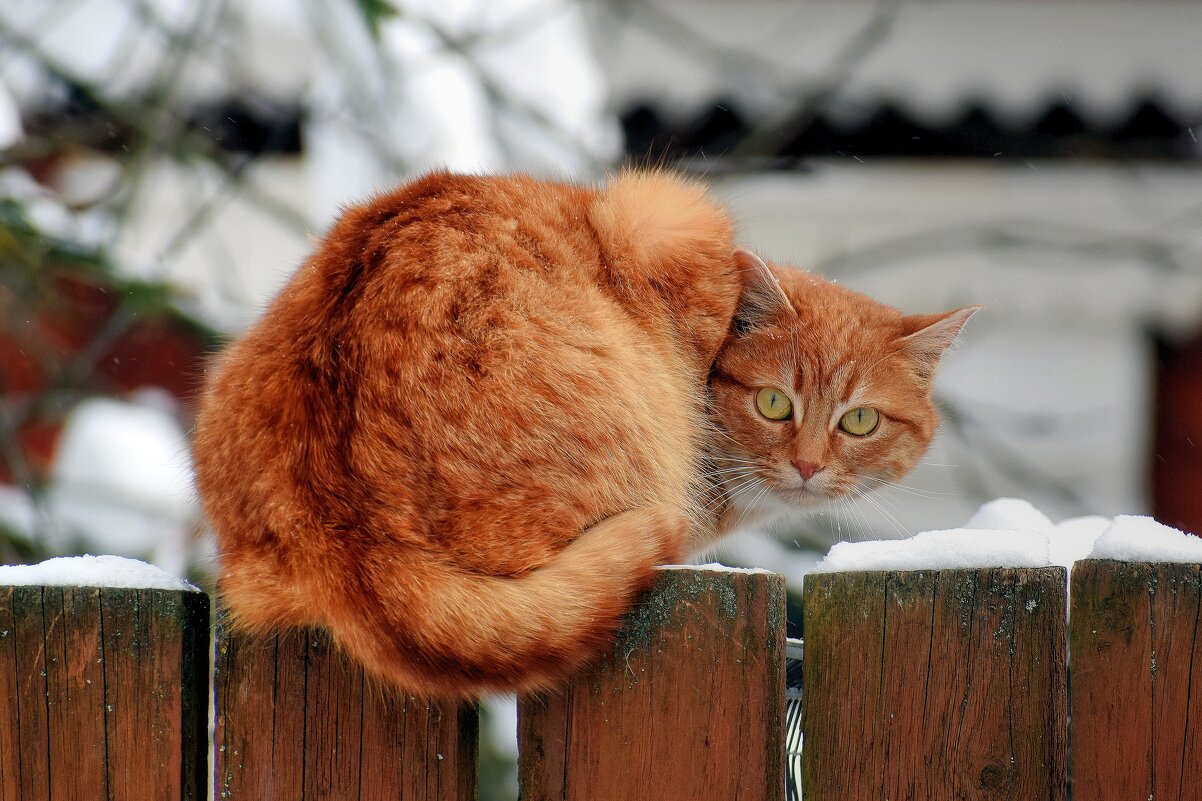 Строгий сторож. - Татьяна Помогалова