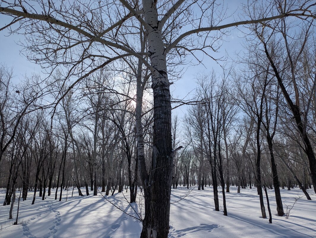 Солнце за тополями прясется - Андрей Хлопонин