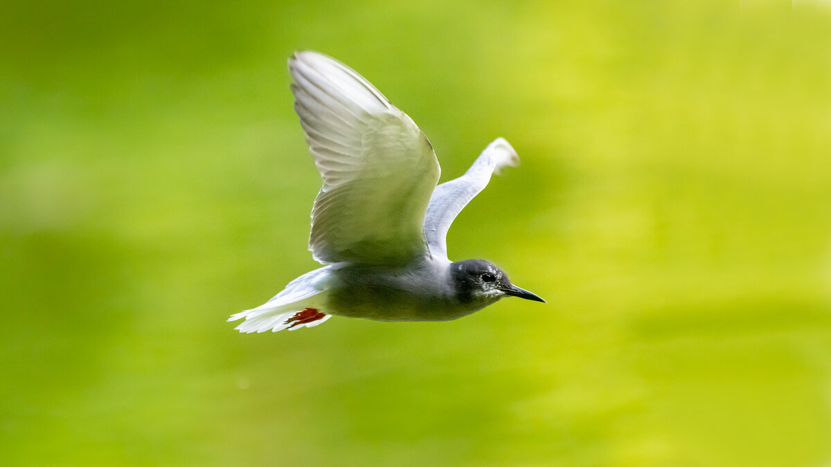 Крачка - Владимир Лазарев